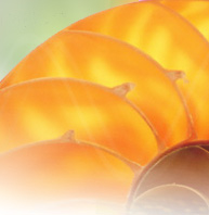 Natural Suplements to Lose Weight, Ground Canadian Flaxseed and Vivioptal Vitamins at Allnaturaldynamics.com