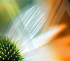 Natural Suplements to Lose Weight, Ground Canadian Flaxseed and Vivioptal Vitamins at Allnaturaldynamics.com